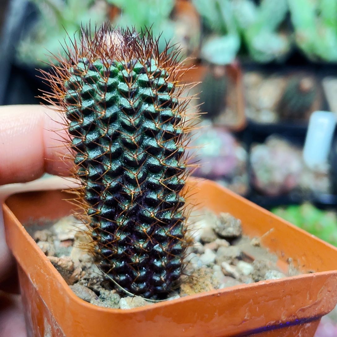 蜈蚣丸非偏远地区25包邮仙人球