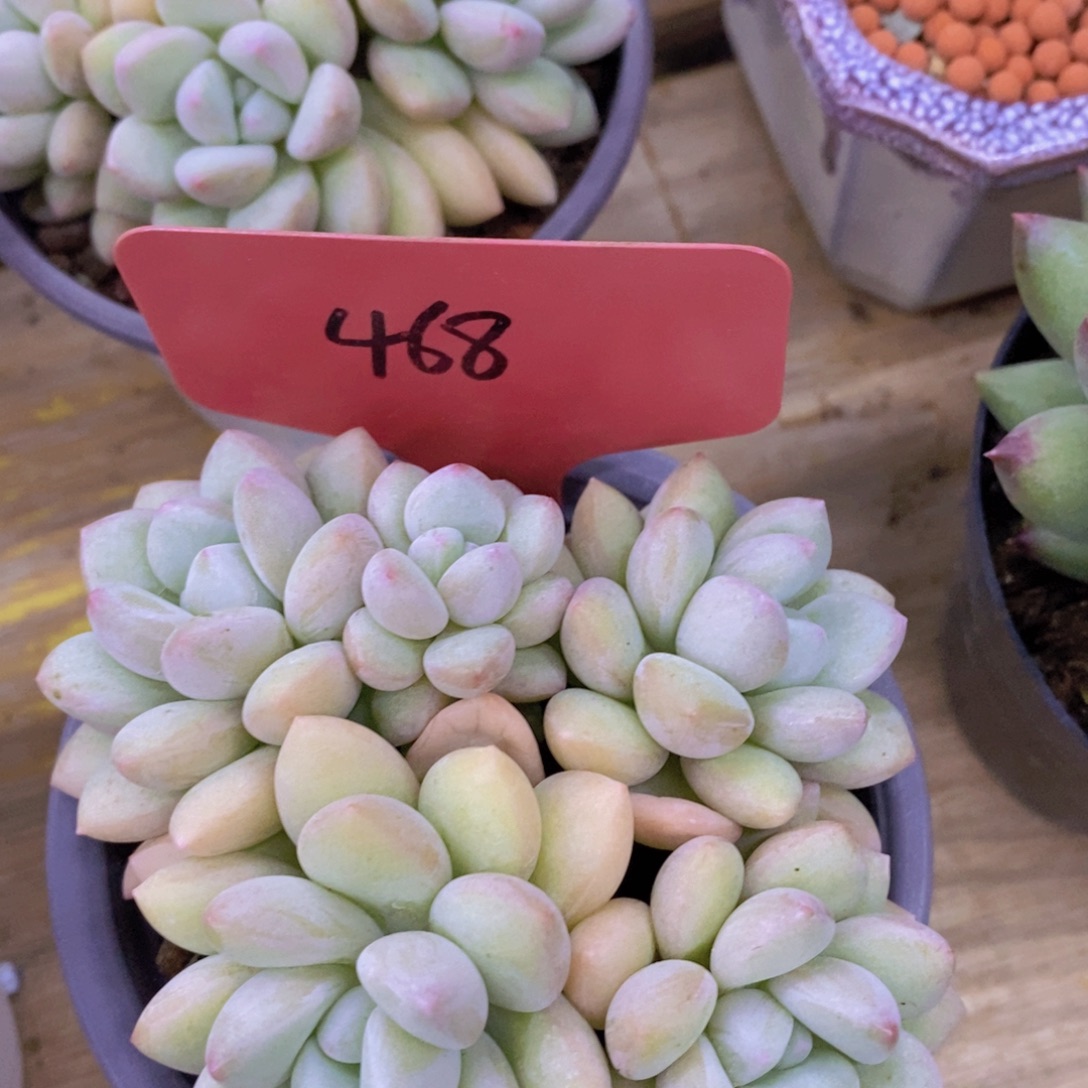 开心多肉，最后一场