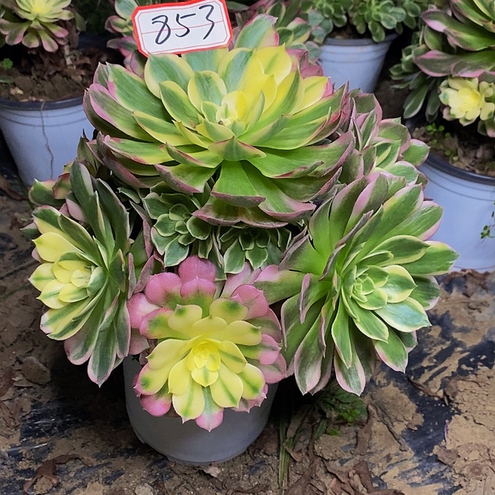 小***）粉体海仙老桩捧花853号