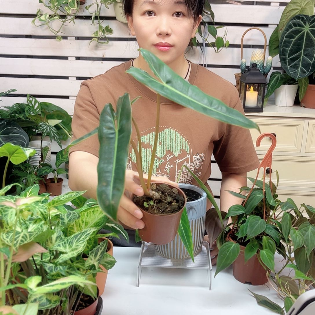无花朵量拍 橙柄蔓绿绒