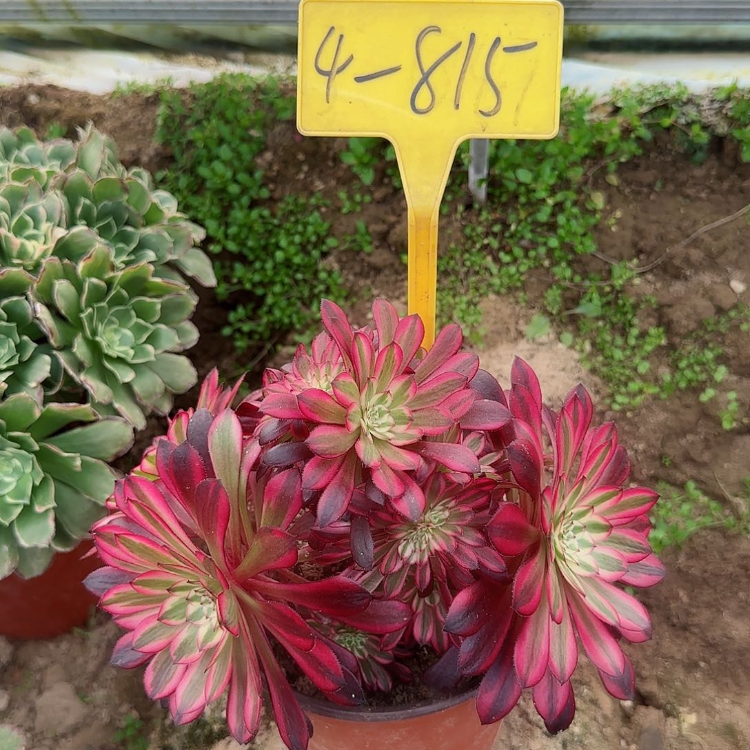 4-815-+-多头多肉植物