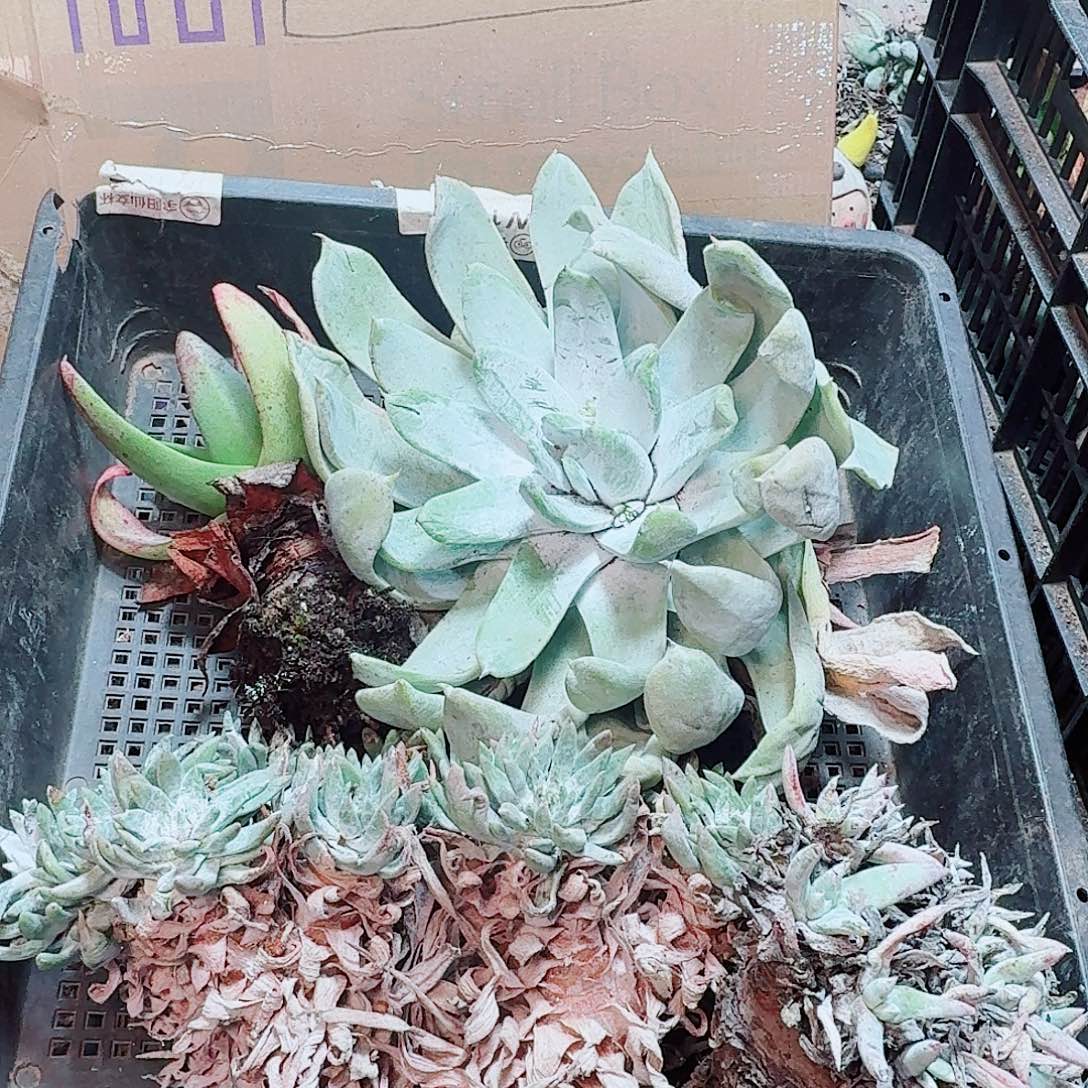 6249瑕疵框拍不售后