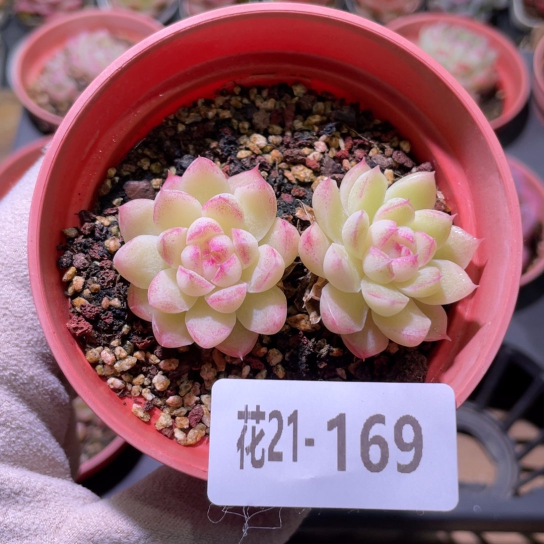 花利美21-169女王玫瑰