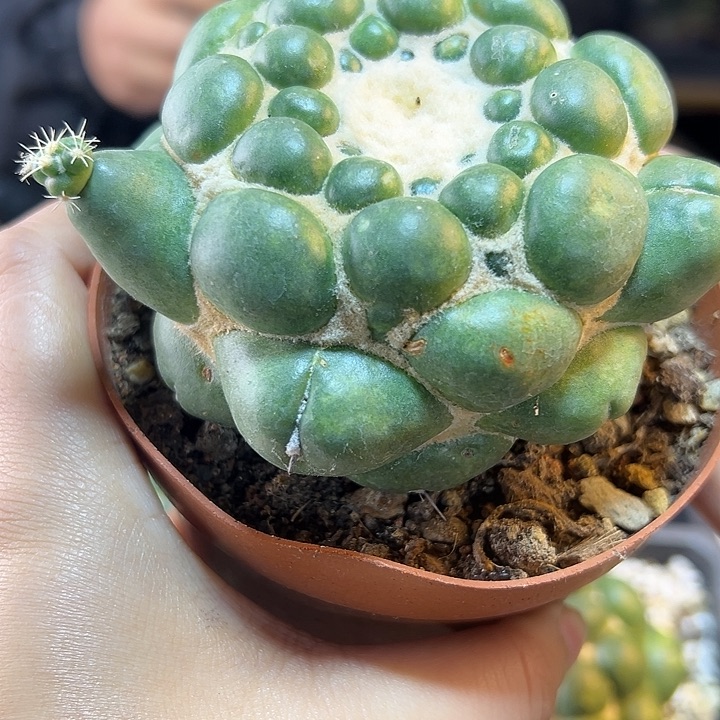 自根蜘蛛眼8公分1颗