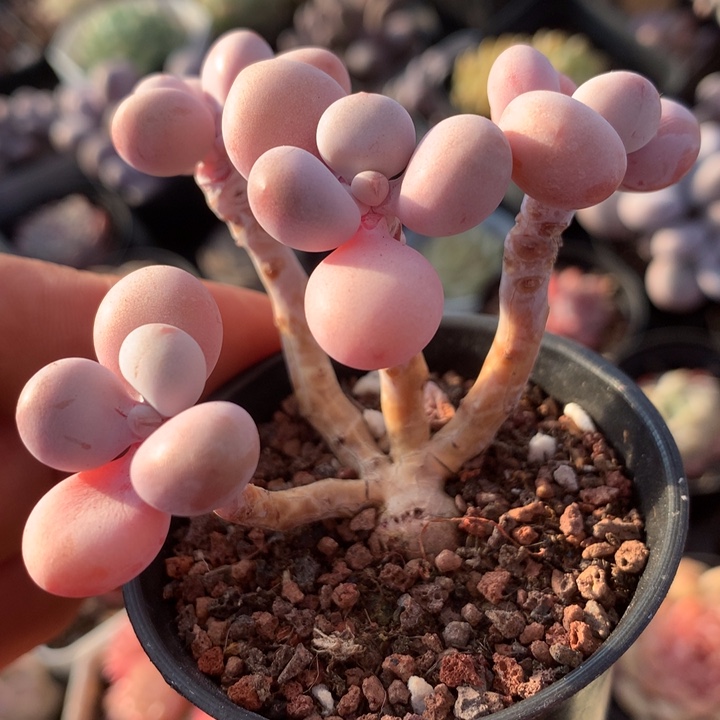 桃蛋群多肉一物一拍