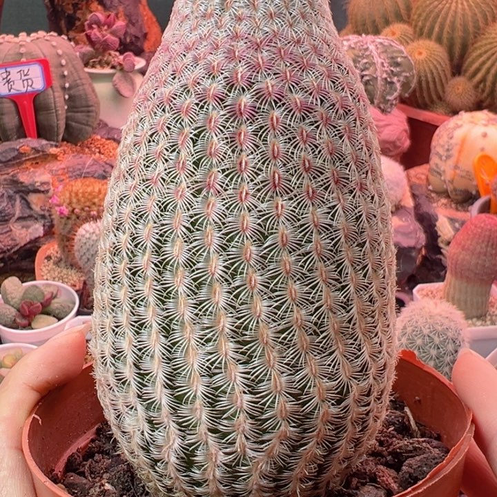 可以的哈你说呢啊点