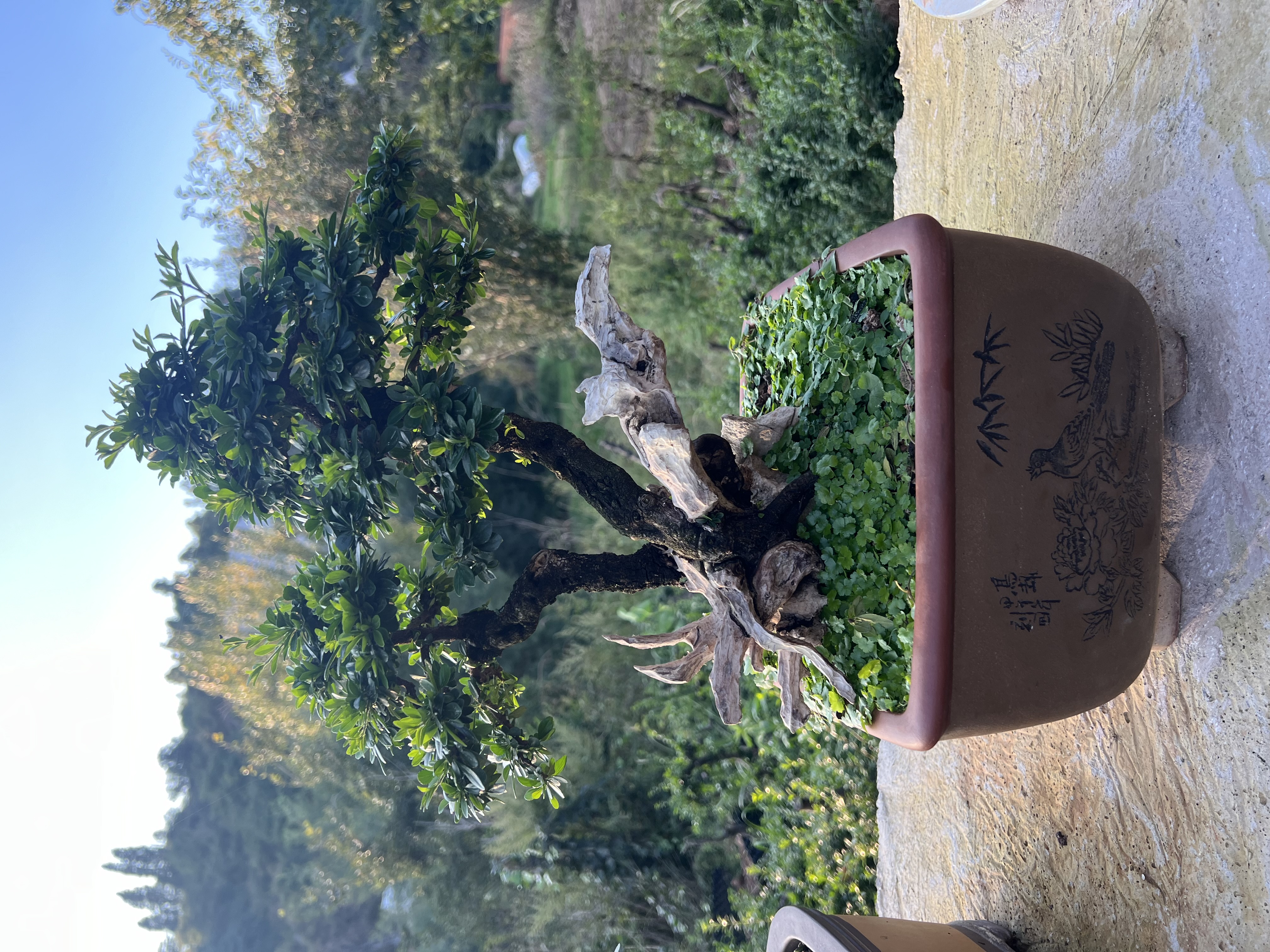 云南铁马鞭盆景素材