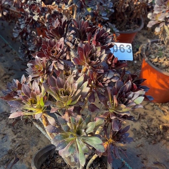 黑法师多肉植物063