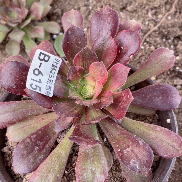 615绍七彩拉丝多肉1，12345678