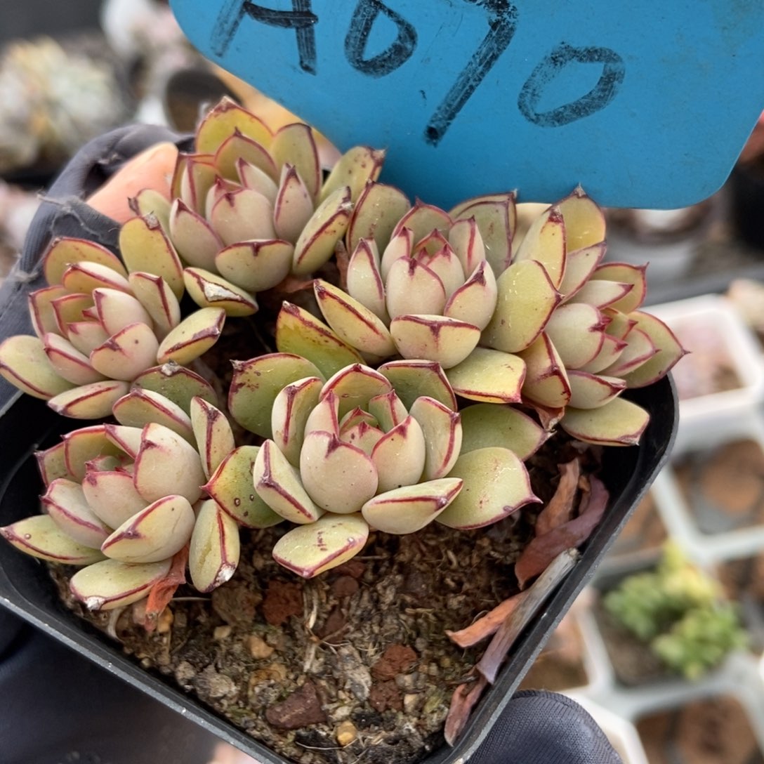 070多肉植物保护