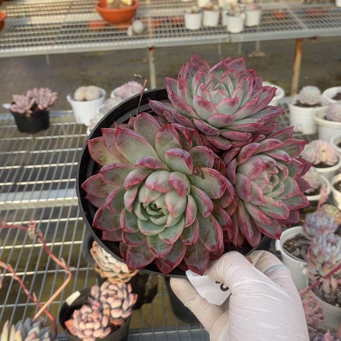 4755蓝龙多头一物一拍
