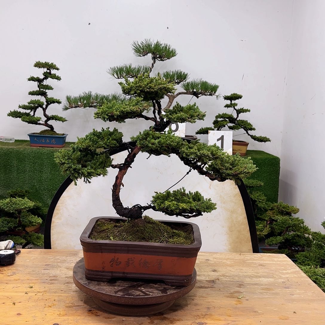 盆景盆景PK盆景盆景