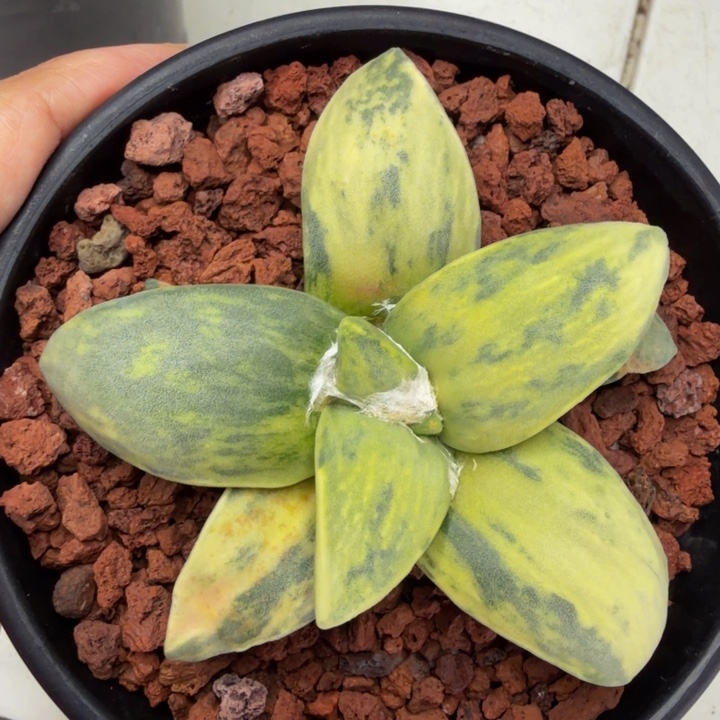 大型玉牡丹锦后期带七彩锦