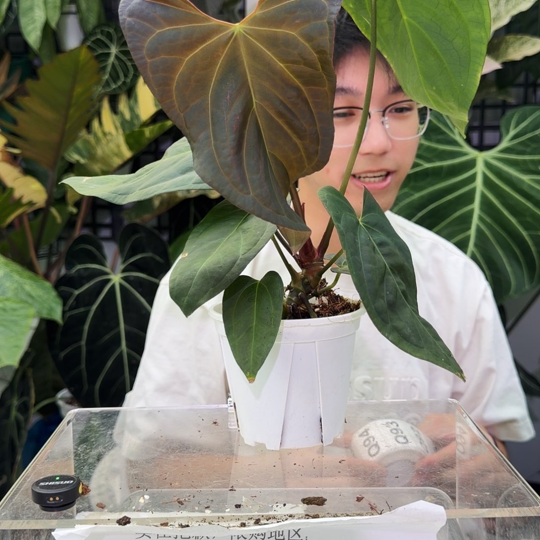 M***e完全开放Q91 西尼亚杂RL