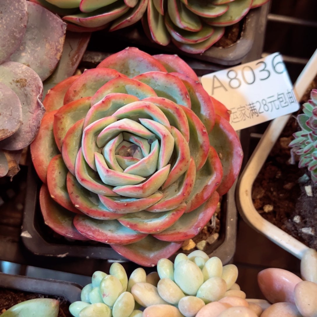 幸运的是我的朋友们