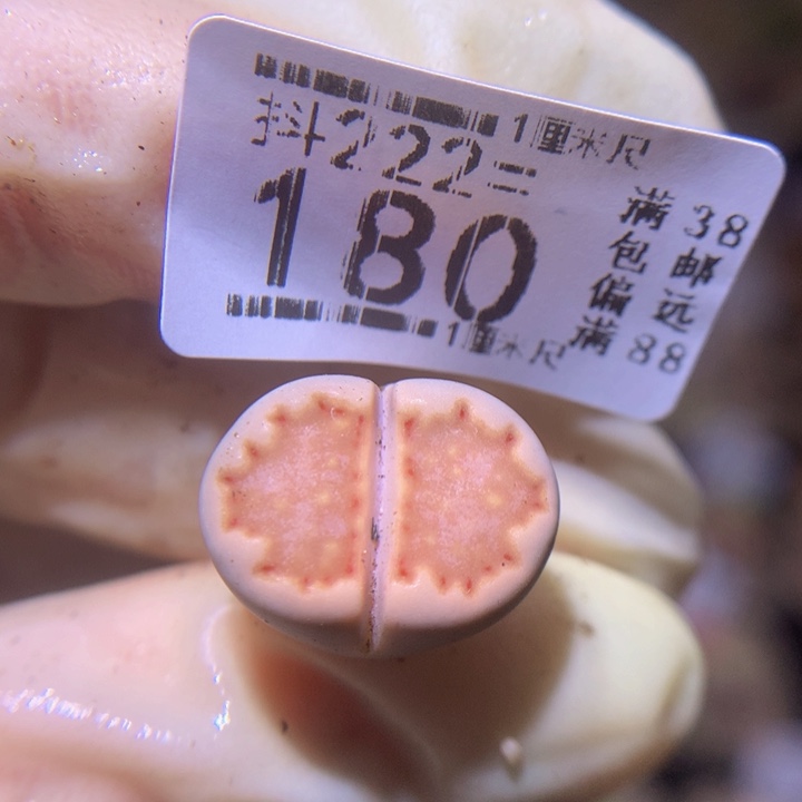 精品生石花222.180