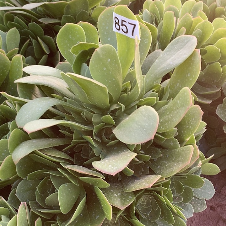 857绿杨蓉多肉植物4