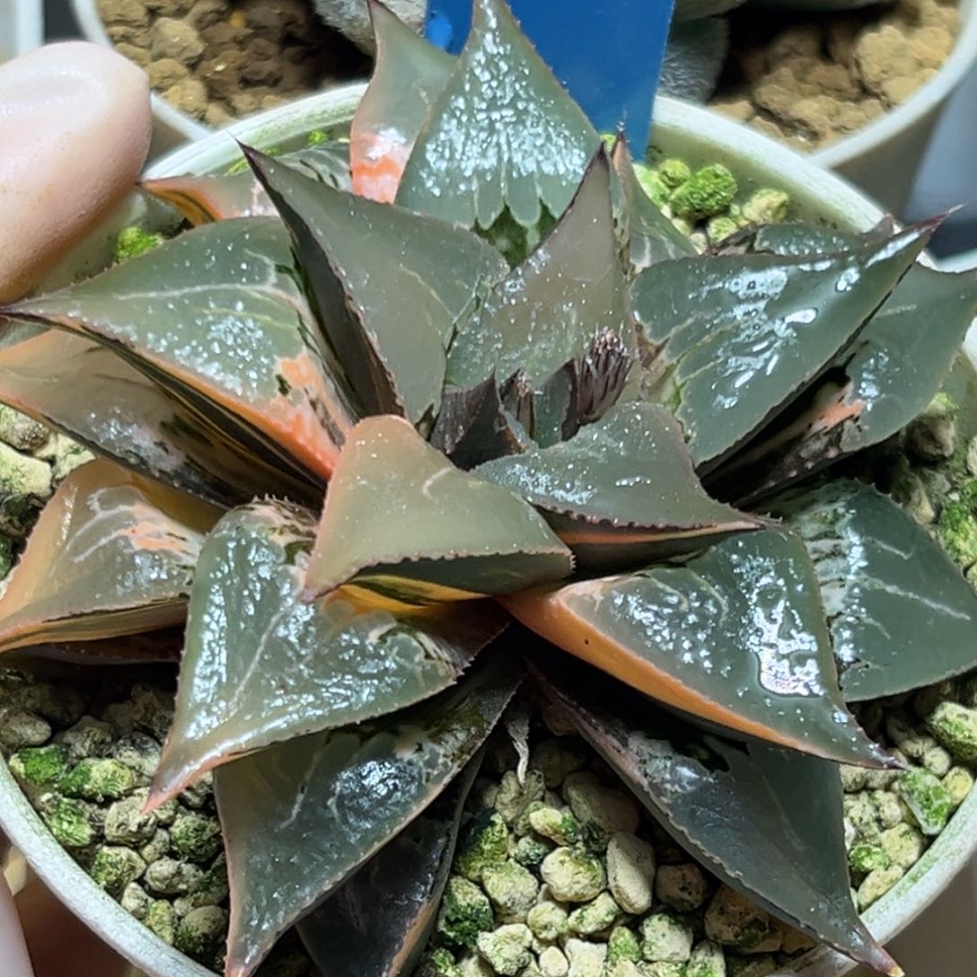 恭喜发财大吉大利850