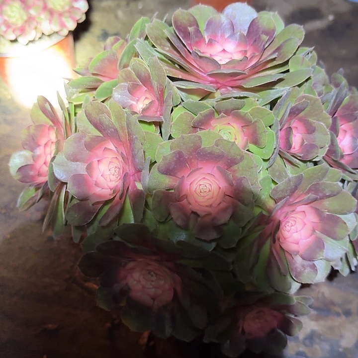 精品红太阳巨无霸福利125