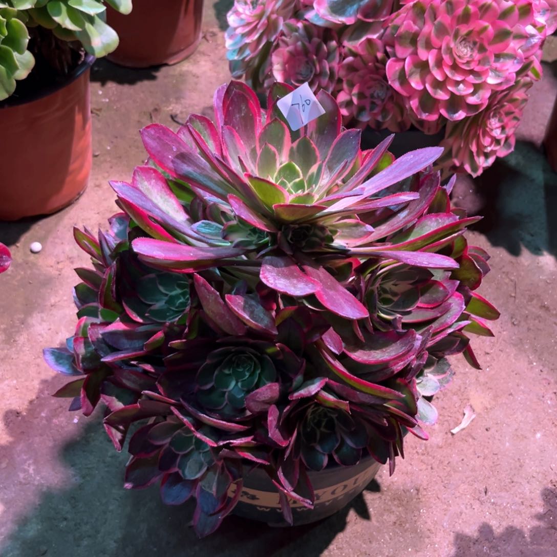 多肉植物粉花妖760