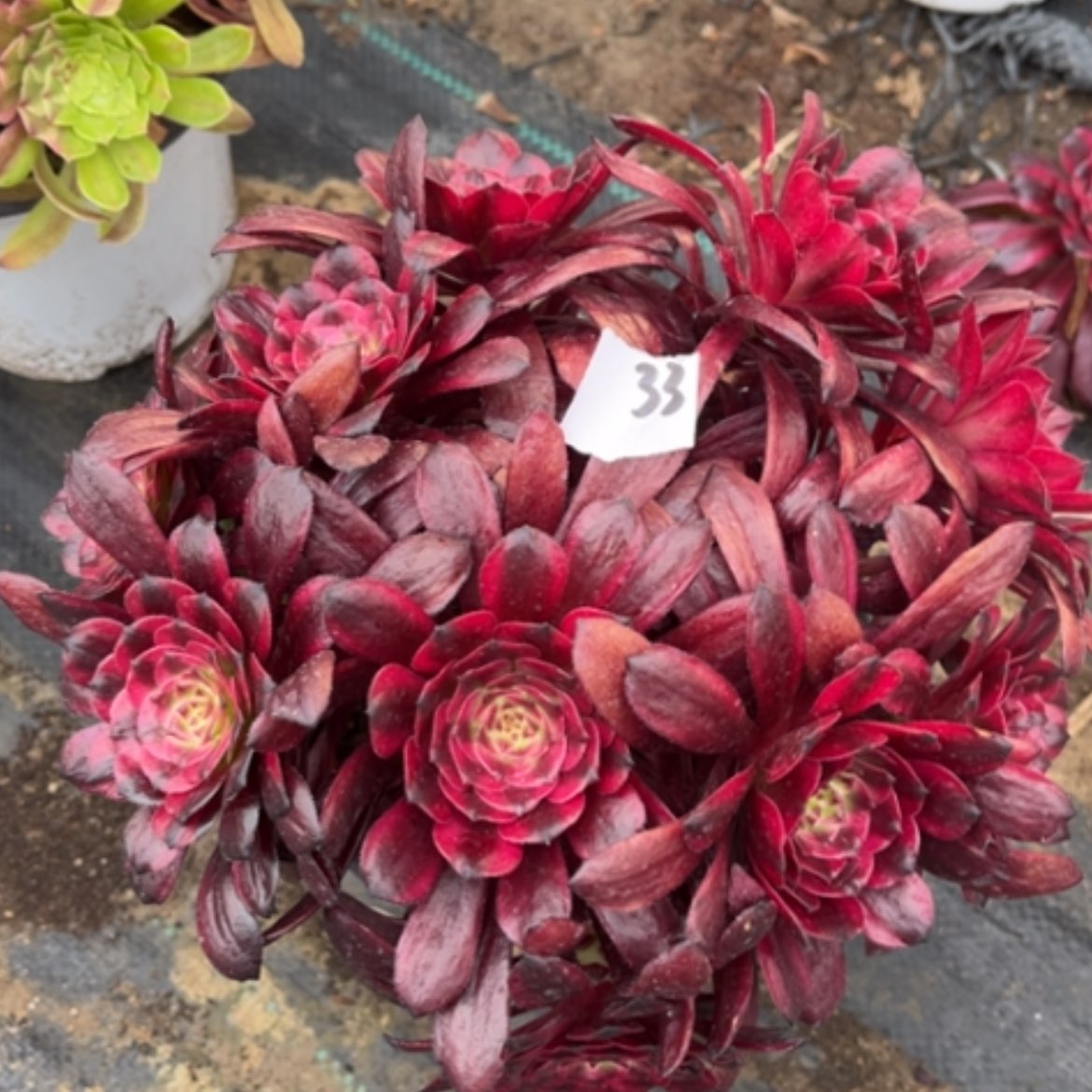 【闪购商品】33美姬多肉法师