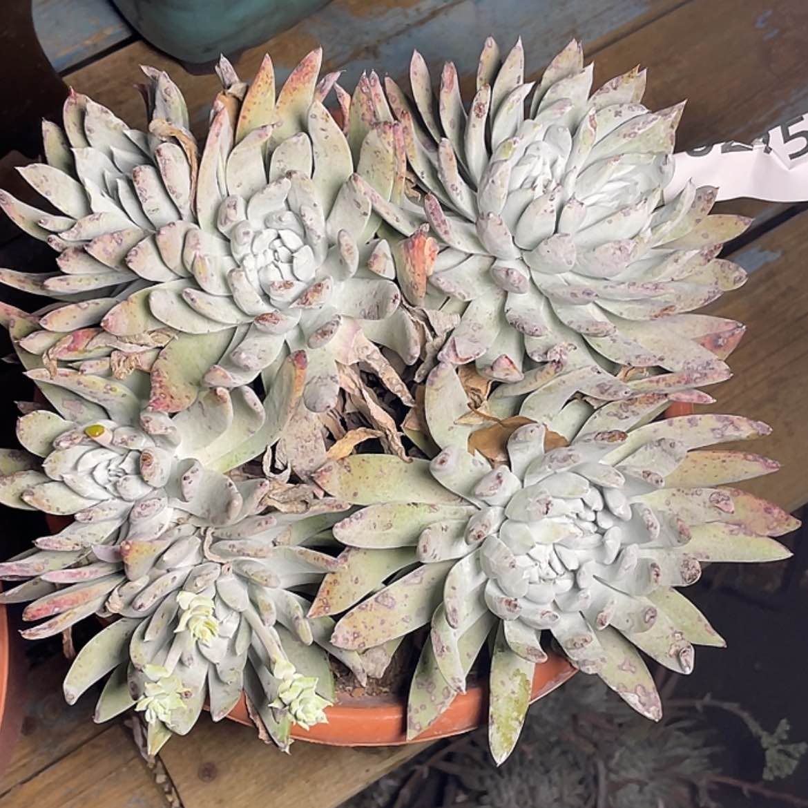 【闪购商品】拇指法瑞