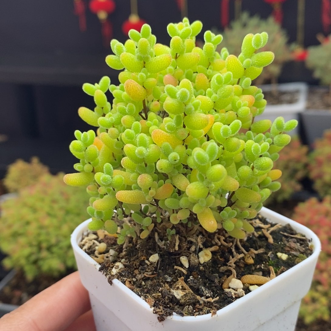 423号蜜橘糖球枝干多肉