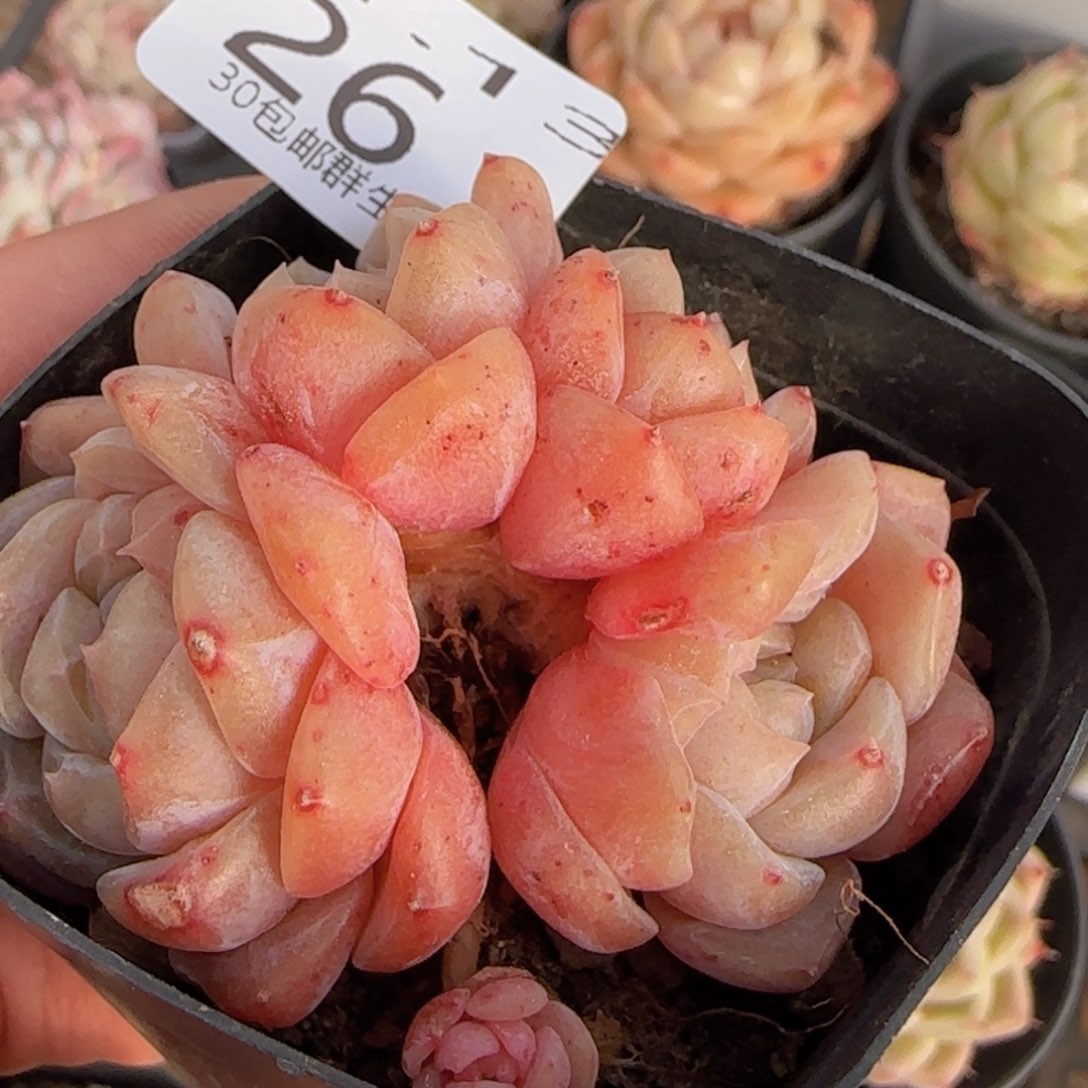 冰魄老桩五头朵朵一颗