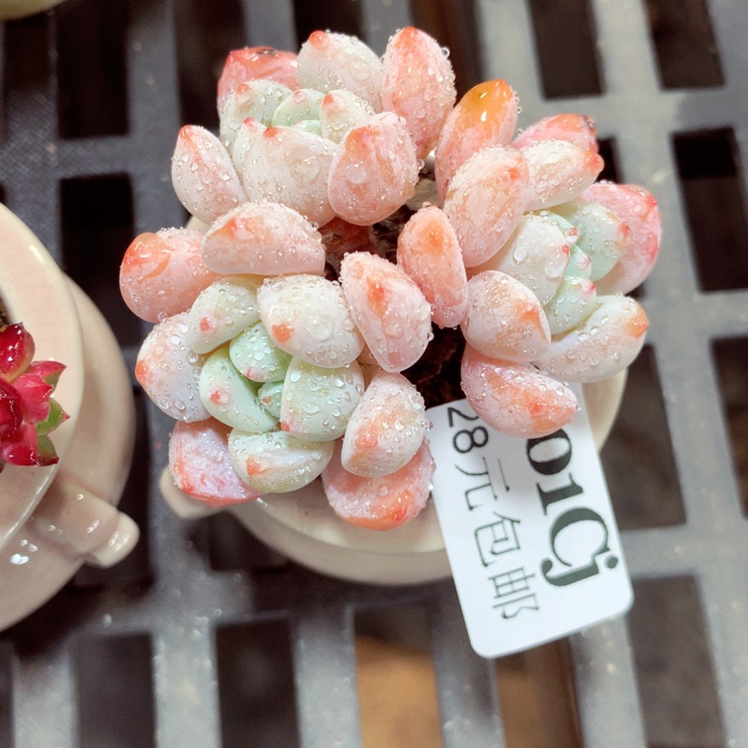 5厘米盆精控多肉301