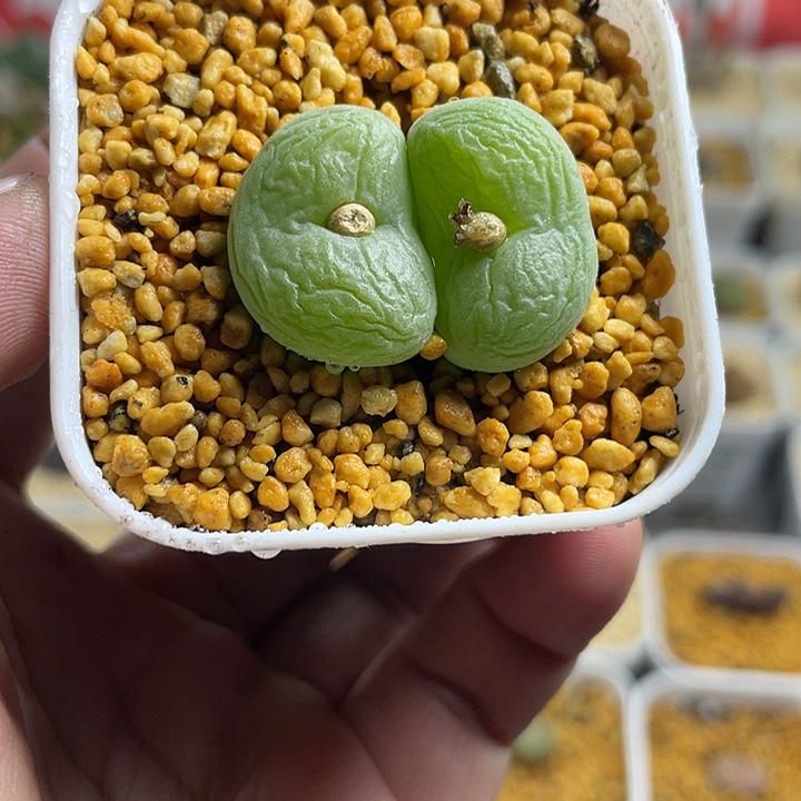 佳人园艺多肉生石花空卡福465