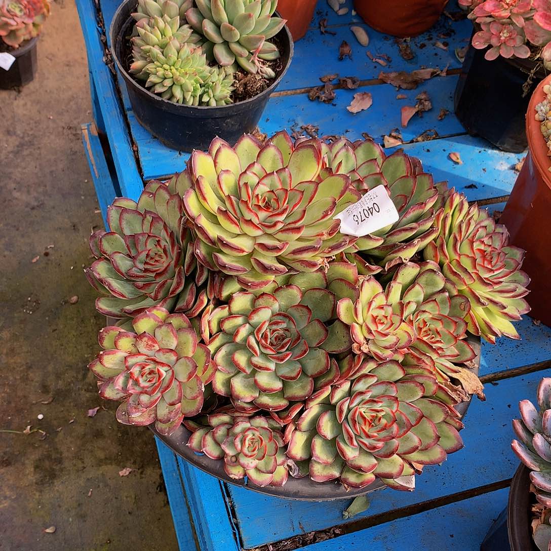 钟***姐    肉酱玫瑰多肉