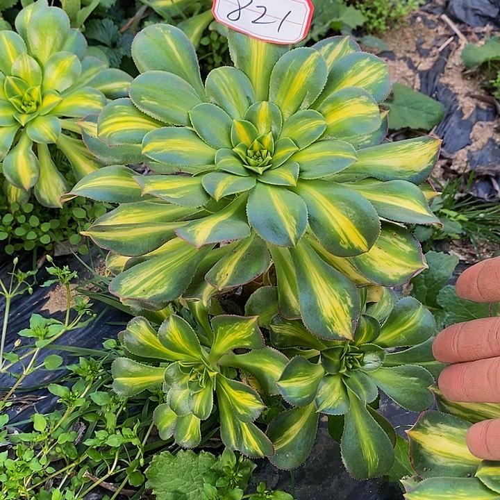 灿烂中斑老桩821号