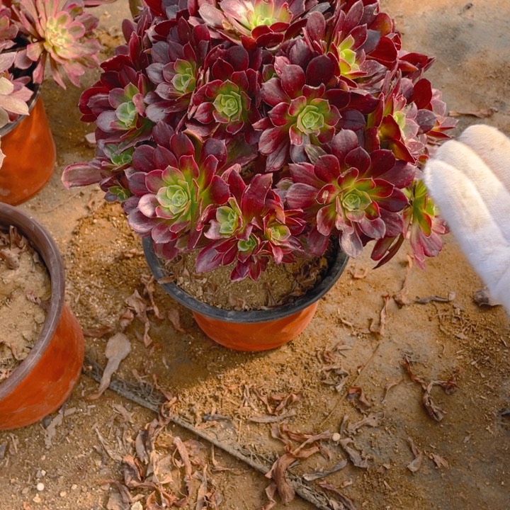 152安娜法师多肉断枝不售后