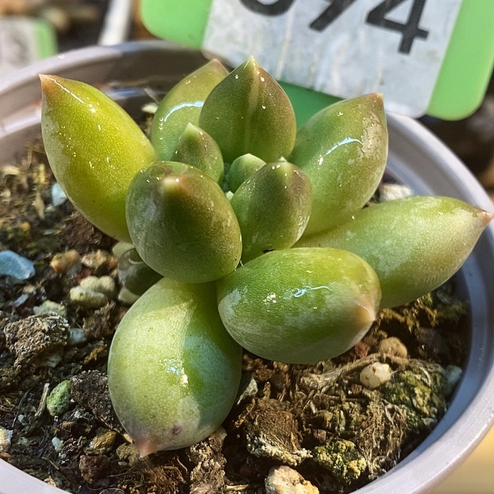 重楼叶心锦694号的啊啊啊啊多肉啊啊啊