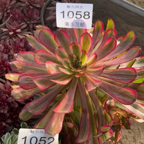 月蝉多肉多肉1058