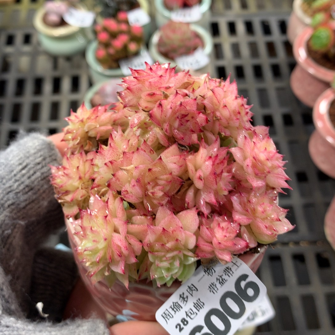 5厘米盆精控多肉6006