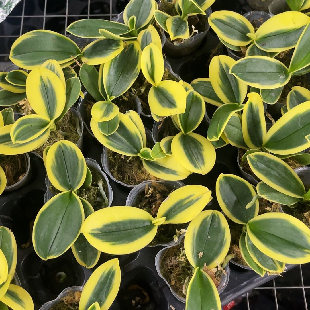 当前无花栽培后可以开花蝴蝶兰金叶咖啡1.7
