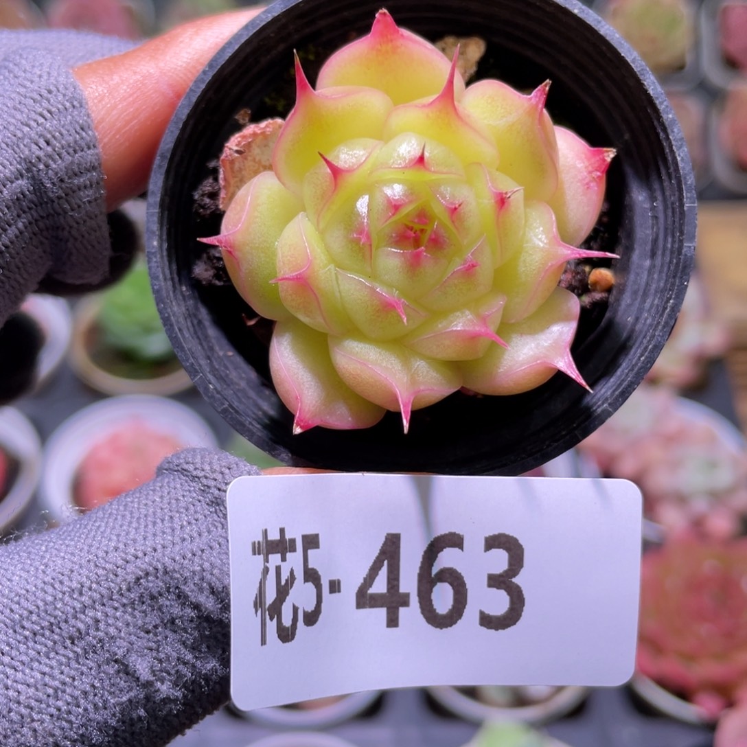 花利美5-463海王  