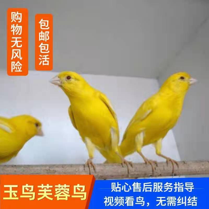 X活体玉鸟芙蓉鸟辣椒红桂皮绿桂皮马赛克翻毛山东直播间选鸟下单