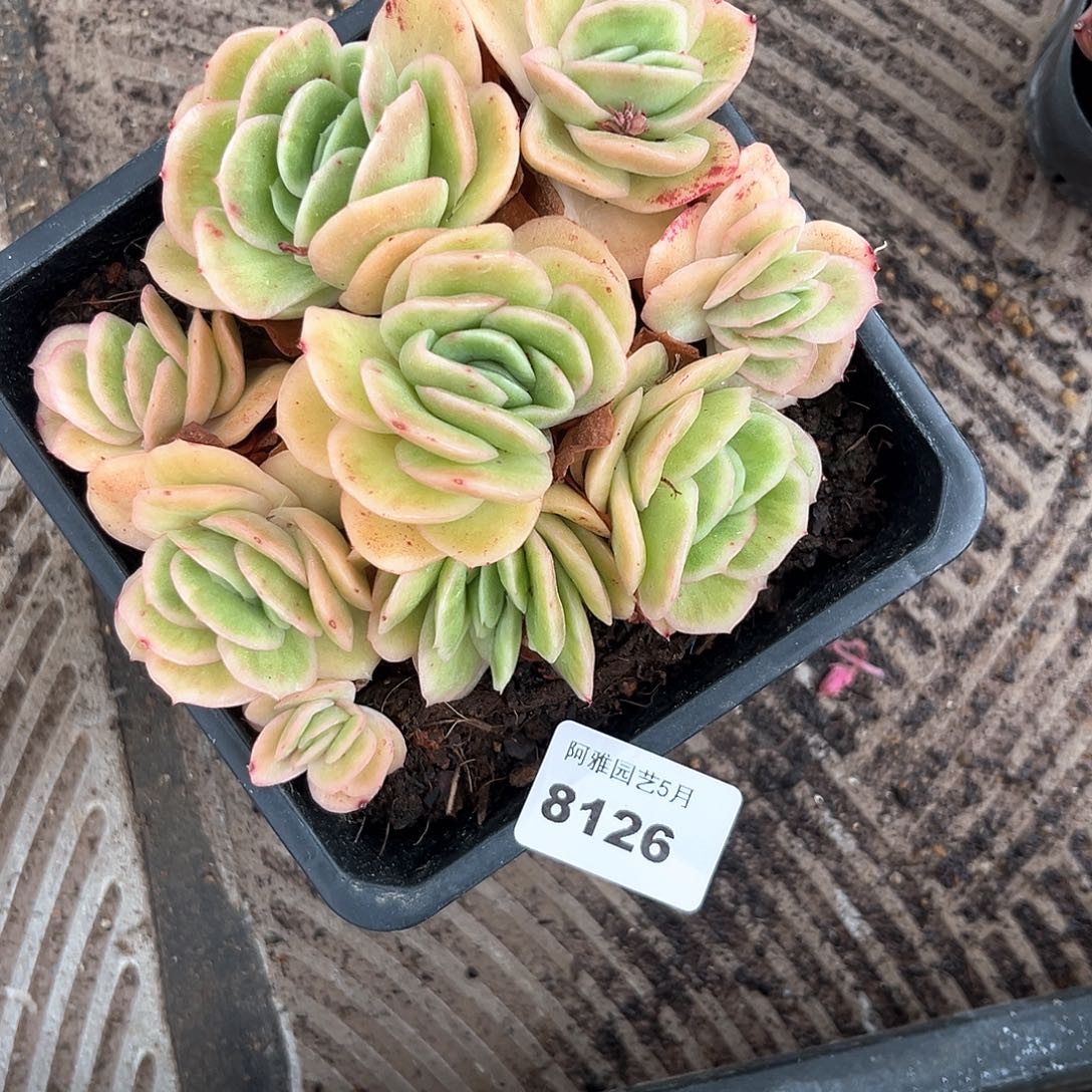 阿雅园艺。    8126