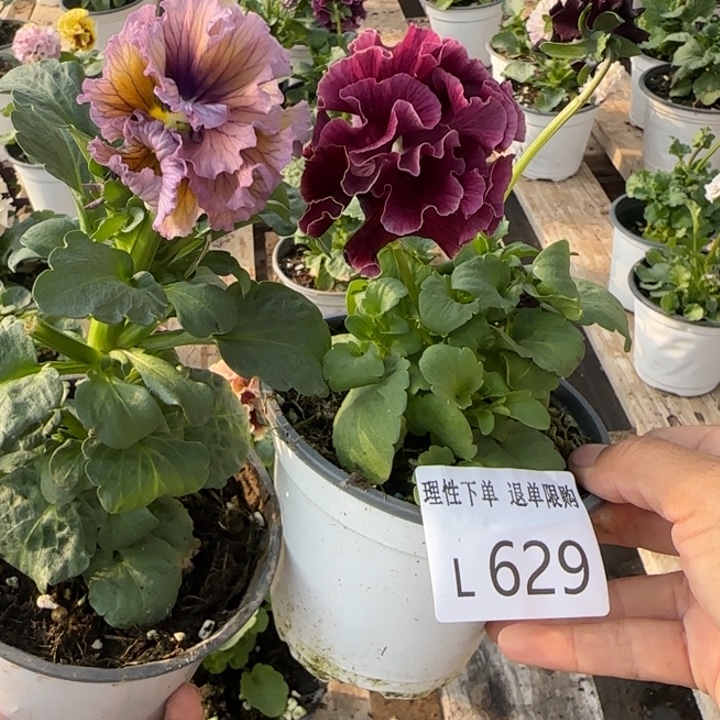 快***宝无花朵L629两棵一组小苗零下5勿拍
