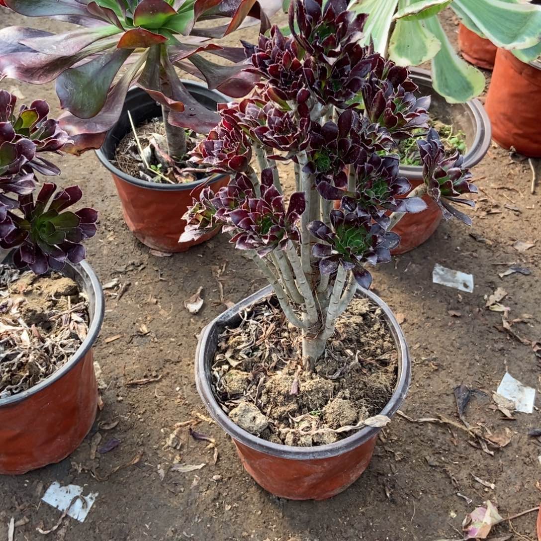 无花朵11号链接小黑斗法师