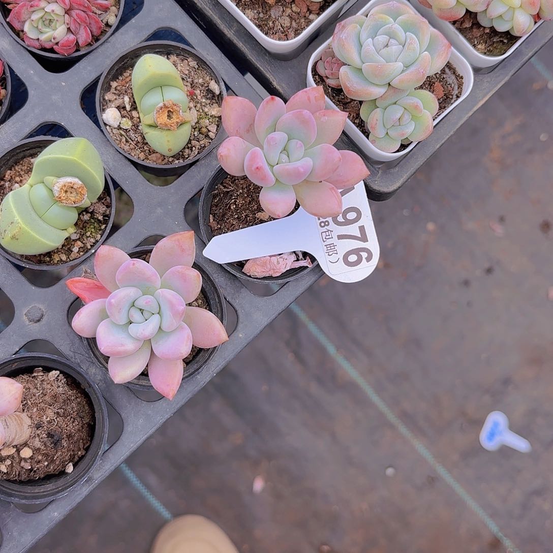 A975奥普一物一拍