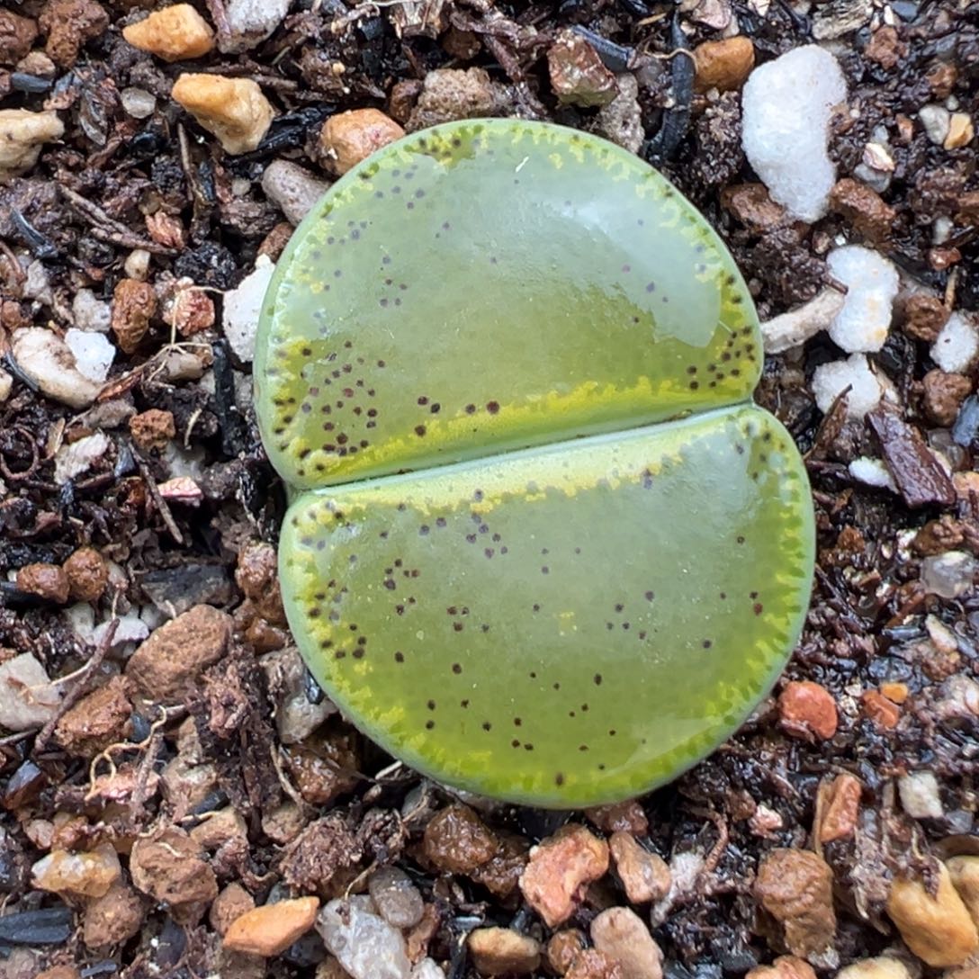 12.13好看的多肉脱土发货897