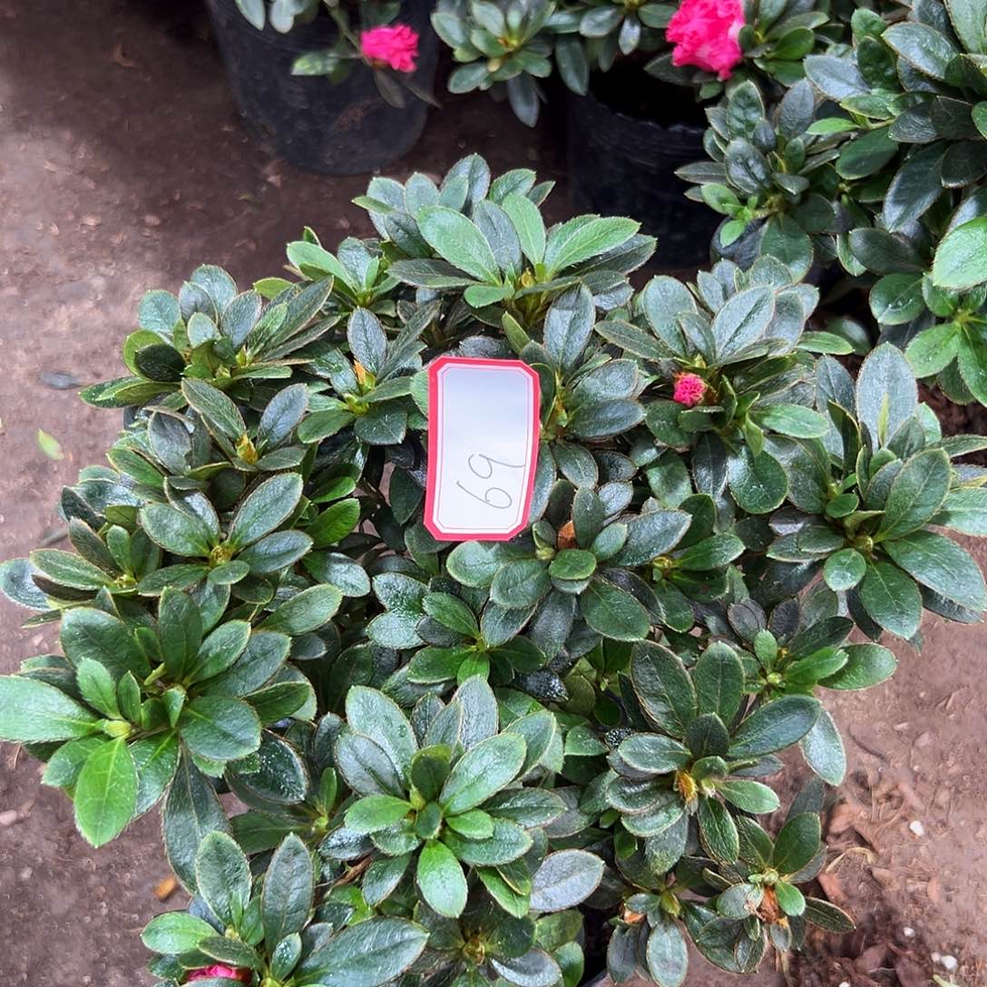 大部分花苞少量开放69