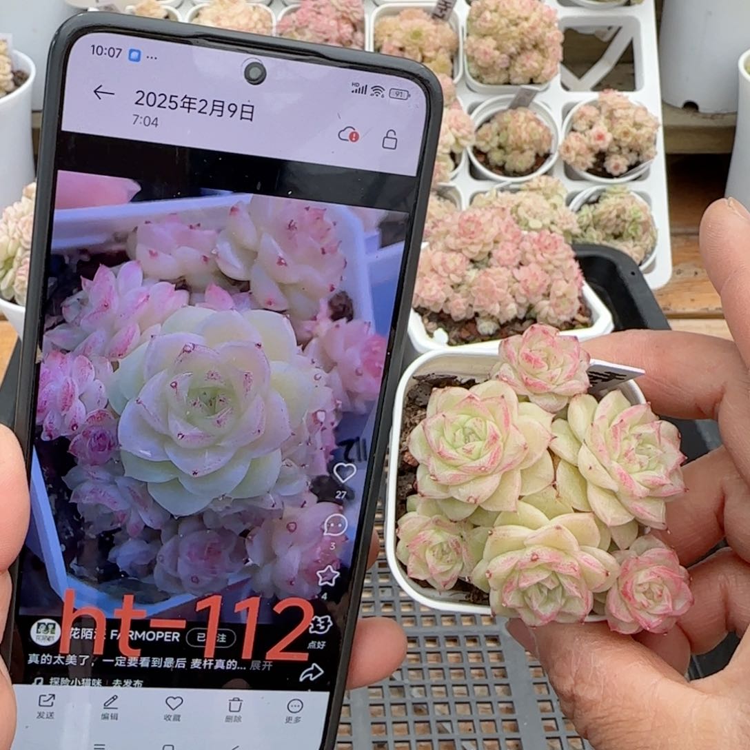 【闪购商品】0209-35（ht-112）