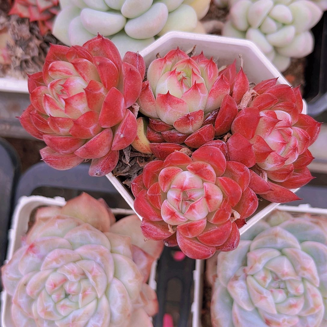 甲壳虫9公分99999999