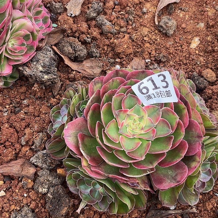 613荔枝朵朵无根福利