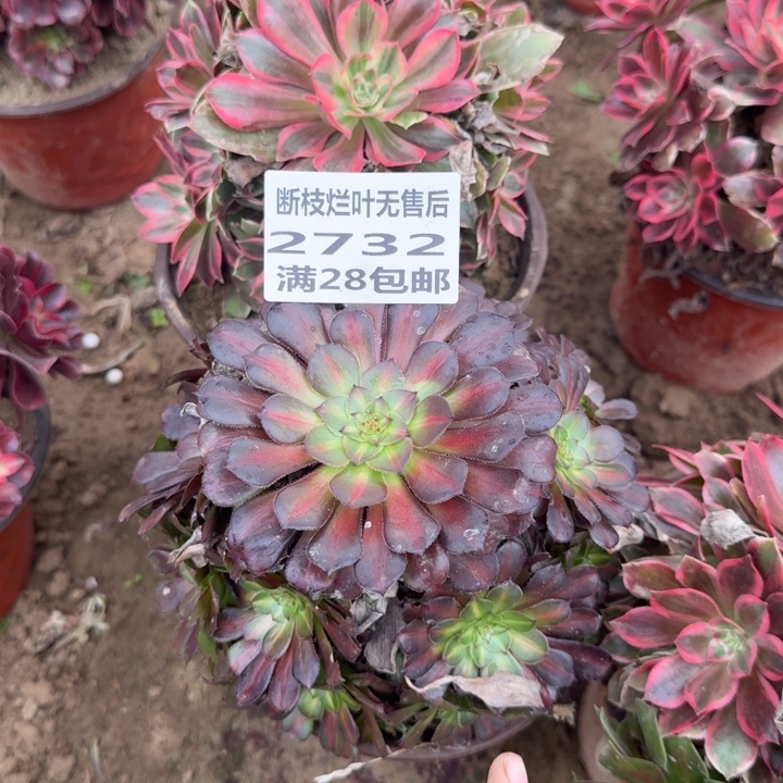 2732两个组合二号棚A