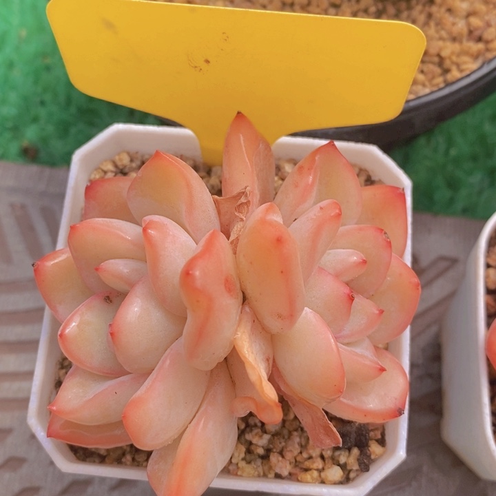 多肉植物，开心多肉